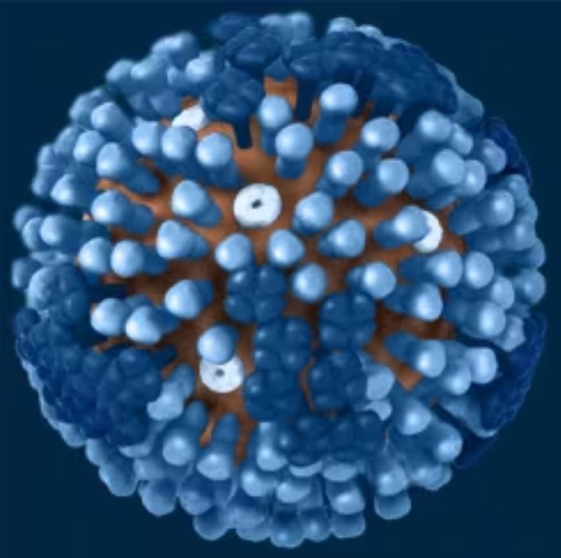 H1N1 virus 80-120 nanometer